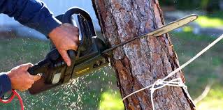 Best Commercial Tree Services  in Watkins Glen, NY