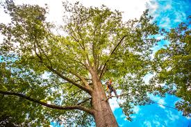 Best Pest Control for Lawns  in Watkins Glen, NY