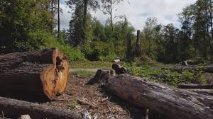  Watkins Glen, NY Tree Removal Pros
