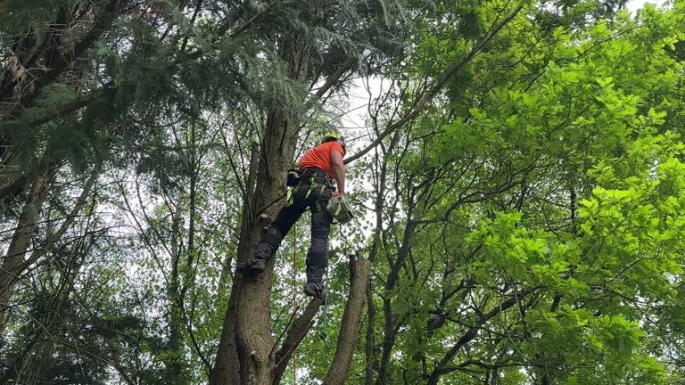 Best Seasonal Cleanup (Spring/Fall)  in Watkins Glen, NY
